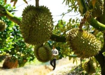 Ri6 durian prices rise in Mekong Delta on October 29