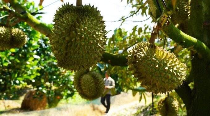Ri6 durian prices rise in Mekong Delta on October 29