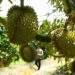Ri6 durian prices rise in Mekong Delta on October 29