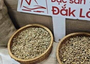 Sốc nặng với giá cà phê Robusta