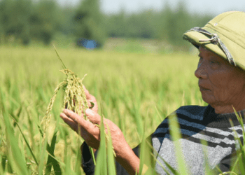 Vì sao bảo hiểm nông nghiệp vẫn chưa cất cánh? (Bài 2)