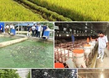 Vượt qua bão lũ, ngành nông lâm ngư nghiệp đạt tốc độ tăng trưởng 3,1%