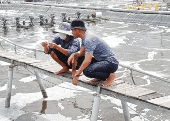 Chuyển đổi xanh: Hướng đi bền vững của ngành thủy sản