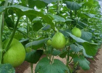 Đổi mới, khởi nghiệp sáng tạo lĩnh vực nông nghiệp