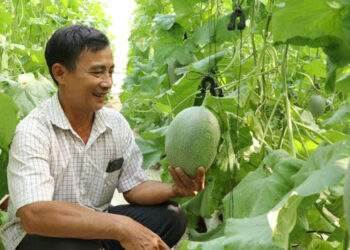 Đồng Nai phát triển nông nghiệp ứng dụng công nghệ cao