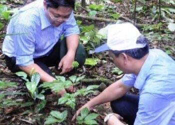 Đưa Sâm Ngọc Linh trở thành thương hiệu sản phẩm quốc gia