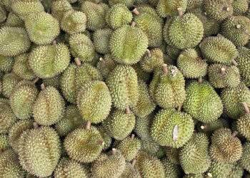 Durian farmers face losses even with prices doubling