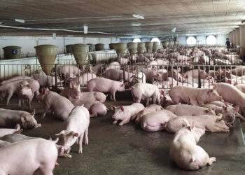 Hải Dương sẽ thực hiện cấm chăn nuôi tại 270 khu dân cư ở các phường, thị trấn