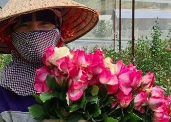 Hoa Đà Lạt tăng giá mạnh trước ngày Nhà giáo Việt Nam