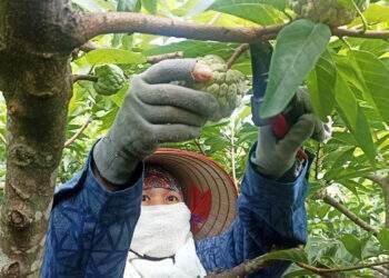 Lấy công làm lãi, nhiều hộ dân 'bỏ túi' hàng trăm triệu nhờ trồng na trên đất đá