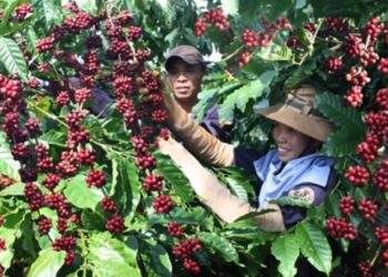 Nhiều quy định mới của EU ảnh hưởng tới hàng xuất khẩu của Việt Nam