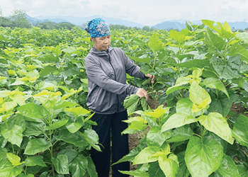 Nông dân và doanh nghiệp nông nghiệp “ao ước” được nộp thuế VAT