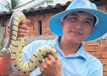 Nuôi nghìn con rắn quấn nhau trong bể xi măng, thanh niên lãi nửa tỷ 1 năm
