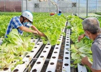 Phát triển nông nghiệp công nghệ cao là hướng đi tất yếu