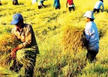 Sản xuất nông nghiệp biến động do ảnh hưởng của bão Yagi
