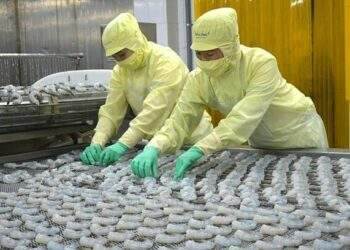 Shrimp exports surge 13% in 10 months