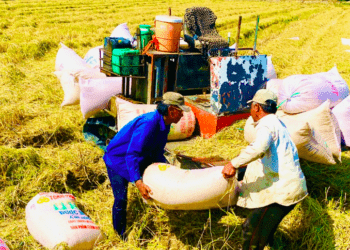 Tháng 10, Hậu Giang có thêm 123 doanh nghiệp mới thành lập