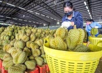 Vietnam durian exports to China surpass Thailand’s