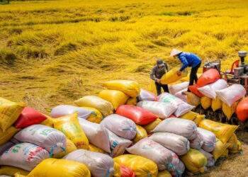 Xuất khẩu vượt 5 tỷ USD, vẫn đau đáu chưa có thương hiệu gạo Việt chất lượng cao