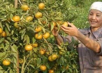 Cần tăng tỷ trọng chế biến để thúc đẩy tiêu thụ sản phẩm cây ăn quả