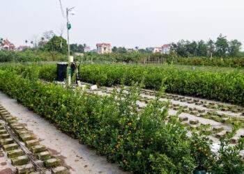 Chốt đơn khủng xong, nhiều chủ vườn ở thủ phủ quất cảnh miền Bắc 'nghỉ Tết' sớm