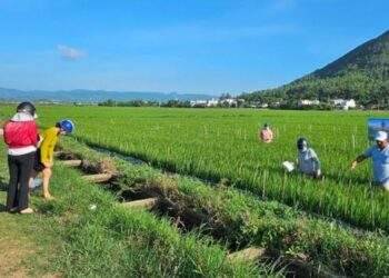 Chương trình IPHM góp phần nâng cao sức khoẻ cây trồng và bảo vệ môi trường