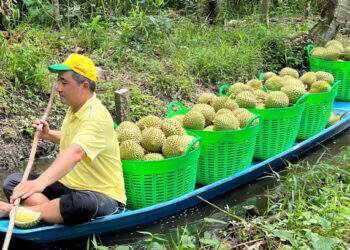 Durian prices plummet despite limited off-season supply