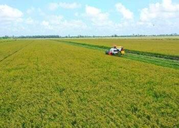 Gạo sạch từ những cánh đồng xanh