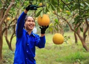 Hanoi farms over 100 pomelo producing areas