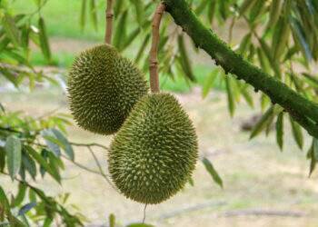Indonesia aims to export durians directly to China