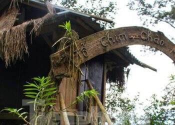 Lạ lùng nhà tổ chim trên cây cổ thụ của người Mông ở Lai Châu