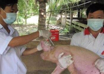 Nghịch lý vaccine thú y: Hàng trong nước chất lượng vượt trội, nhưng hàng ngoại áp đảo thị trường