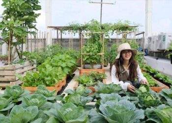 Phân bón Cà Mau bắt nhịp xu hướng nông nghiệp đô thị