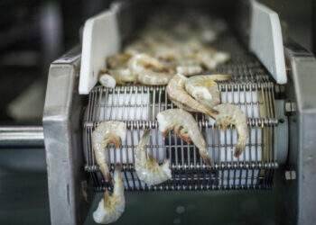 Shrimp exports expected to hit $4B in 2024