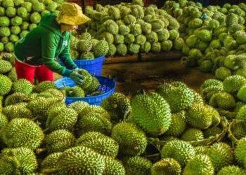 Use of fake codes in durian exports to China reported