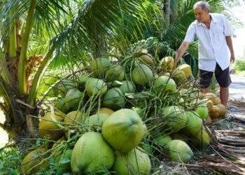 Vietnam’s coconut industry eyes billion-dollar markets