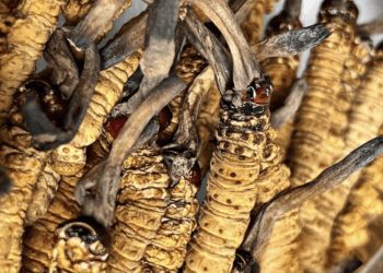 ‘Sâu cỏ’ khô đổ bộ thị trường Việt, giá 2,5 tỷ đồng/kg vẫn cháy hàng