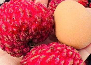 Australian 'dragon egg' lychee sold for $55 per kilogram in Vietnam