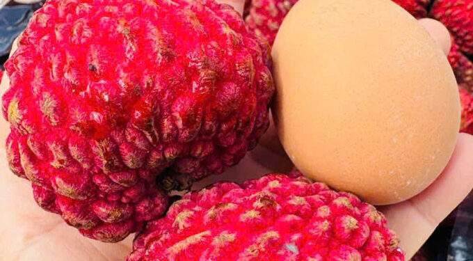 Australian 'dragon egg' lychee sold for $55 per kilogram in Vietnam