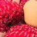 Australian 'dragon egg' lychee sold for $55 per kilogram in Vietnam