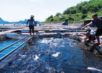 Cá Sông Đà xứng danh thương hiệu quốc gia