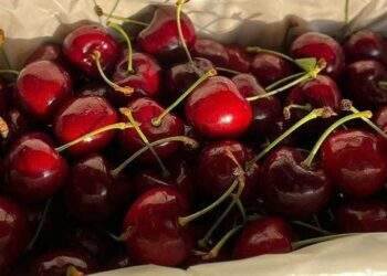 Cherries imported from New Zealand, Australia rise 35% to $80 per kilo ahead of Tet