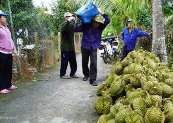 China imports 50% more durian from Vietnam