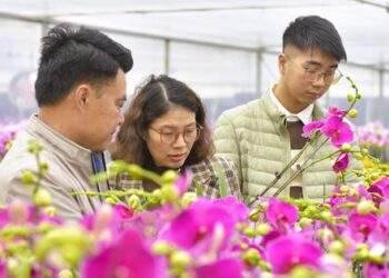 Đã mắt với vườn lan hồ điệp tiền tỉ ở xứ Thanh