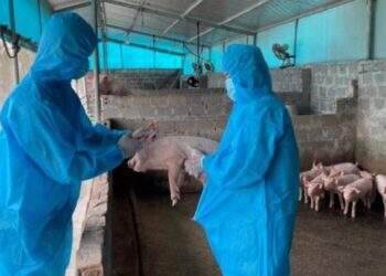 Đảm bảo an toàn thực phẩm sản phẩm chăn nuôi dịp Tết Ất Tỵ