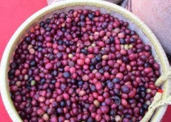 Đồng loạt tăng mạnh, Robusta trở lại mốc 5.000 USD/tấn