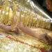 Gold price bounces to 4-week high