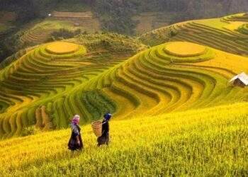 Hoạch định chính sách để thúc đẩy hệ thống nông nghiệp sinh thái tuần hoàn