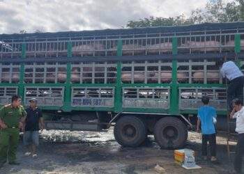 Kỷ lục phát hiện và xử phạt lợn, gà... nhập lậu vào Việt Nam