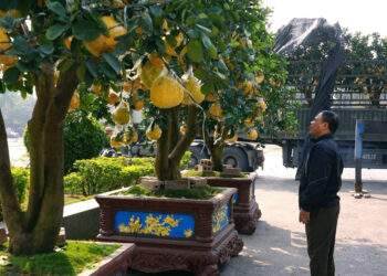 Nhà vườn hạn chế cọc, cây cảnh Tết 'xuống phố' sớm